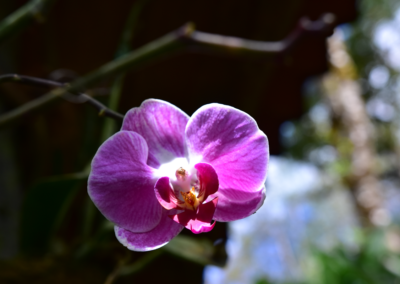 Wild Purple Orchid