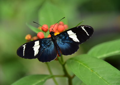 Sappho Longing Butterfly